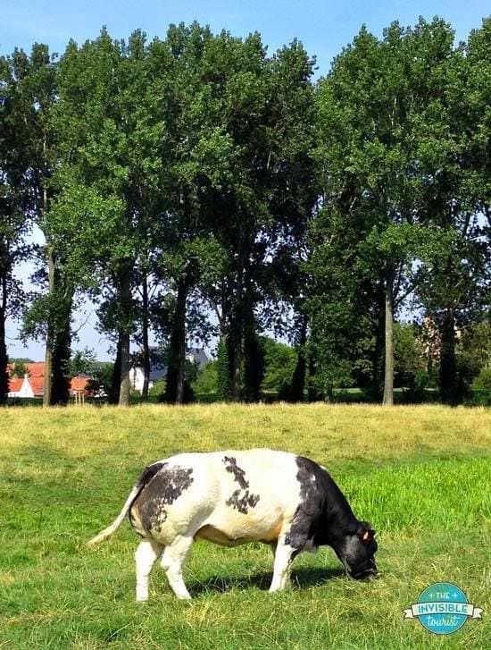 Bovins Bleu Belge à Damme