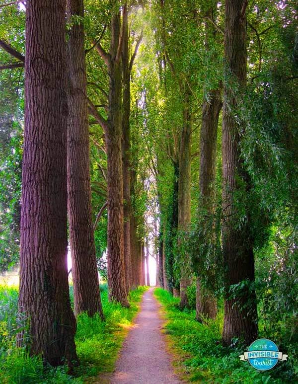 Tunnel des peupliers, Damme